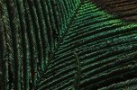 Peacock-Feather_0002-detail.jpg