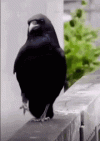 1945.gif