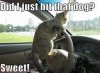 lolcat.jpg