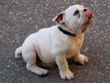 Bull-dog-puppies.jpg