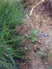 spot the baby rattlesnake 01.jpg