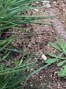 baby rattlesnake 02.jpg