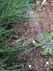 baby rattlesnake 03.jpg