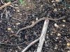 baby rattlesnake 04.jpg