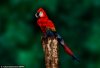 woman body painted as a parrot.jpg