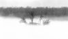 fog on the ottawa.jpg