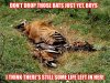 beating a dead horse.jpg