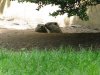 Groundhog-Hole_8505.jpg