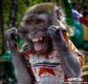 YES-Funny-Monkeys.jpg