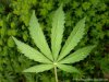 marijuana-leaf-5.jpg