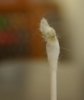qtip.JPG