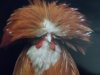 chicken tv-11 010.jpg chicken tv-11 010.jpg