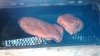 2015_04_04-Easter-brisket-1.jpg