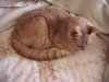 Sleeping Cinnamon.jpg