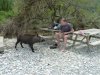 turkey boar.jpg