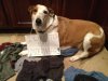 Funny-Dog-Shaming-Pictures-1403.jpg Funny-Dog-Shaming-Pictures-1403.jpg