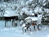 snow20086.jpg