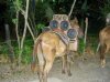 portable-donkey-boombox.jpeg