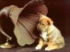 1302507-bigthumbnail.jpg