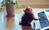 cute_kitten_cat_music_animals_hd-wallpaper-1324323.jpg