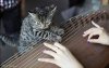 Cute-cat-dancing-along-Guzheng-music-01.jpg