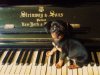 Dachshund-Screensavers1.jpg