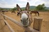 donkey-face.jpg