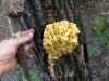 Carls Mac and Cheese Fungus_River_10_2016.jpg