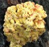 Carls Mac and Cheese Fungus_River_10_2016xx.jpg