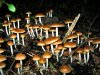 Psilocybe_allenii_62599.jpg