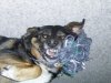 Rabid Minnie 002.jpg