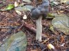 Elfin saddle.jpg