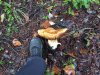 bolete.jpg
