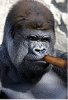Gorillaavatar.jpg