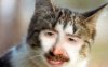 nick_cat.jpg
