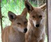 hybrid-coyotes-rehabbed-at-1.jpg
