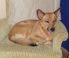 CoydogCoyoteGSDGermanShepherdDomesticDogBreedAiko7YearsOld1.jpg