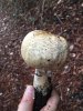 Prince-mushroom.jpg Prince-mushroom.jpg