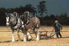 horseplow.jpg