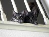 lookout kitties 900.jpg