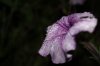 IMG_0708s.jpg