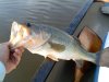 fishbig2017.jpg