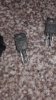 IMG-20170905-WA0002.jpeg