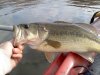 bass1117.jpg