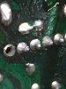 Ecap Molex Solder Joints.JPG