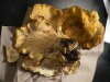 Chantrelles.jpg