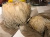 Lions-Mane17.jpg