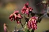 dead flowers small.jpg
