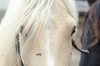 horse1.jpg