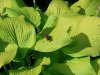 Red Admiral Butterfly.JPG